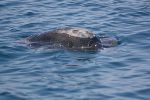 Familiar sight (by now)