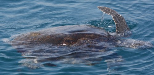 Splashing away in Outraged Protest