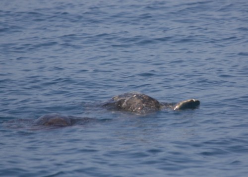 Wait, it's a Turtle! Actally, TWO!