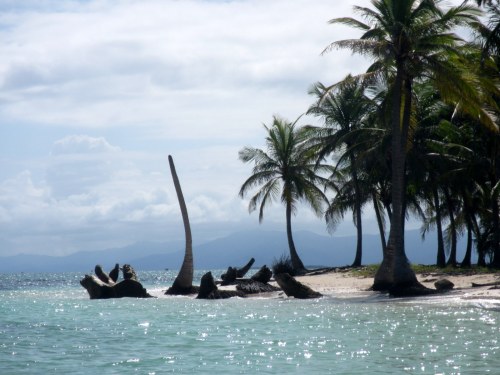Palm Trees are incredibly resilient!