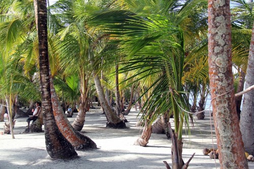 I just LOVE palm trees!