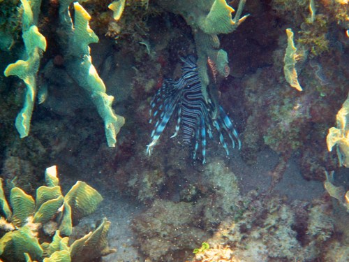 The menacing Lion Fish