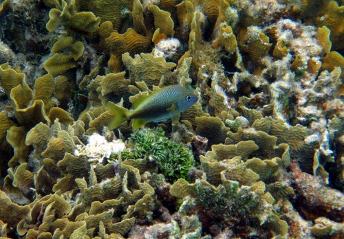 I'm still happy to see beauty, even if only at snorkeling depth!