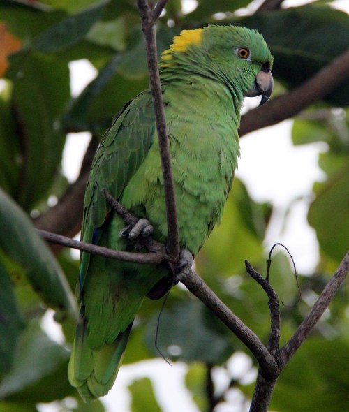 Hello, I’m Chacarron Kennedy!