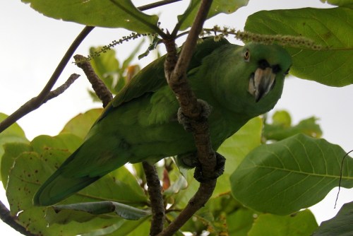 I know you have French fries there! Give it up, buddy.