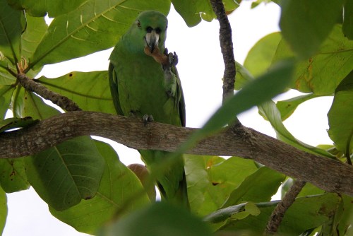 Oh, yummy! I love peanuts!